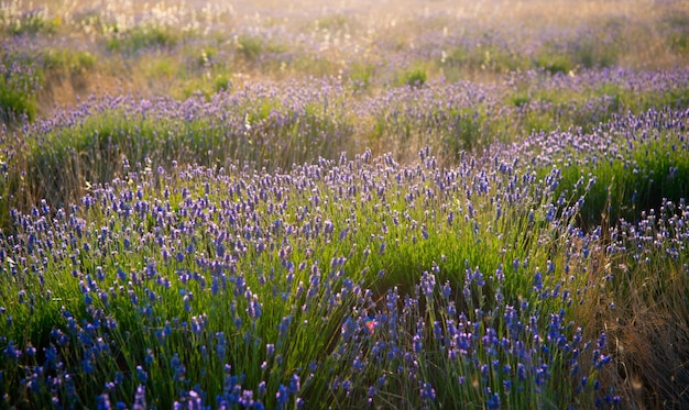 Hermoso campo de lavanda en Sebastopol, Crimea