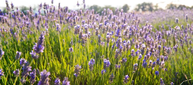 Hermoso campo de lavanda en Sebastopol Crimea