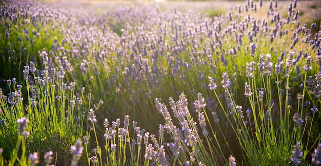 Hermoso campo de lavanda en Sebastopol Crimea