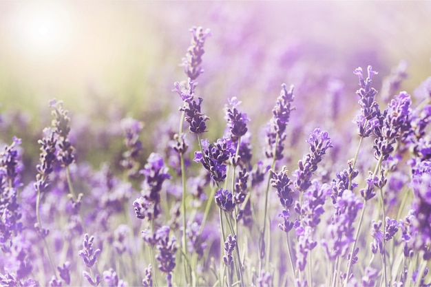 Hermoso campo de lavanda violeta