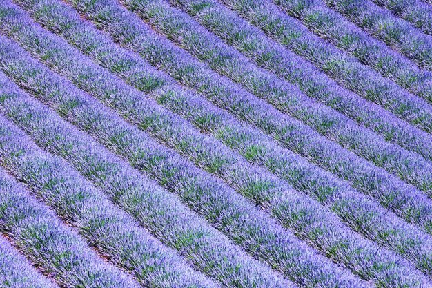 Foto hermoso campo de lavanda