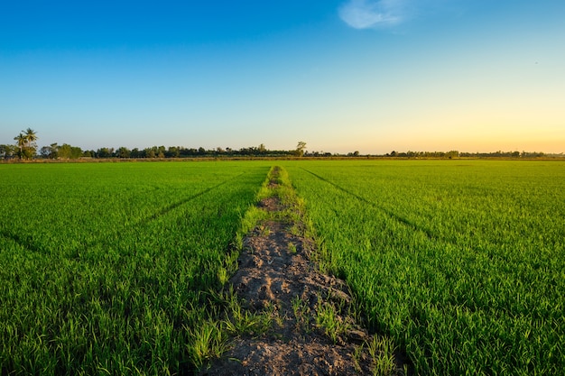 Hermoso campo de maíz verde con fondo de cielo al atardecer