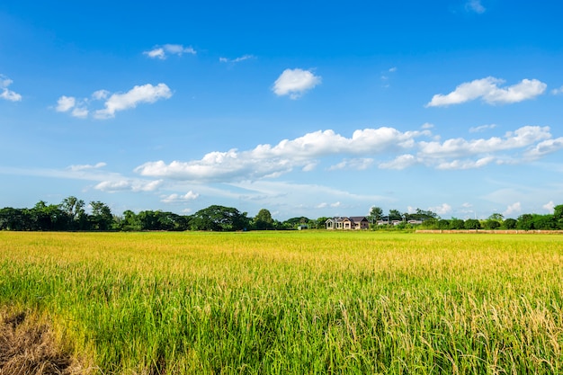 Hermoso campo de maíz verde con fondo de cielo de nubes