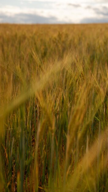 Hermoso campo de paisaje en un día de verano escena rural cerca de espigas de trigo campo de trigo