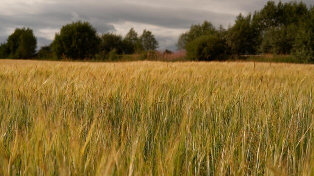 Hermoso campo de paisaje en un día de verano escena rural cerca de espigas de trigo campo de trigo