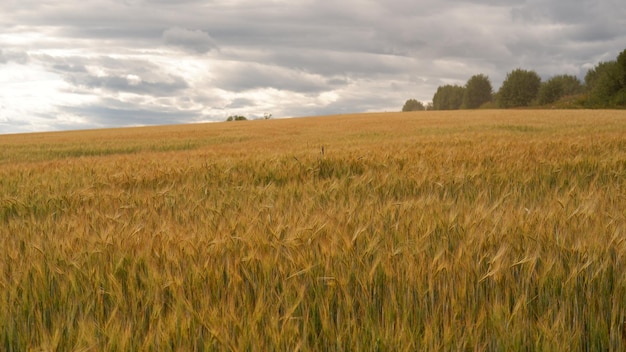 Hermoso campo de paisaje en un día de verano Escena rural de espigas de trigo campo de trigo