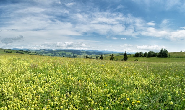 Hermoso campo de pradera con flores silvestres contra montañas con nubes.