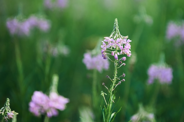 Hermoso campo de pradera con flores silvestres