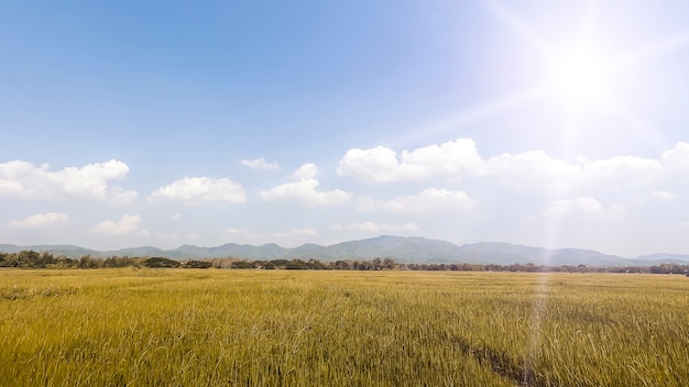 Hermoso campo de primavera