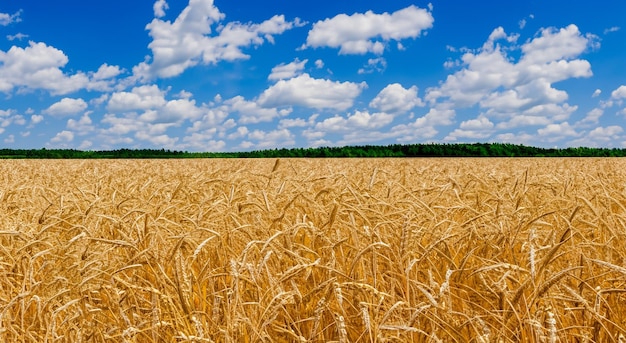 Foto hermoso campo de trigo amarillo con cielo azul en alta resolución y nitidez