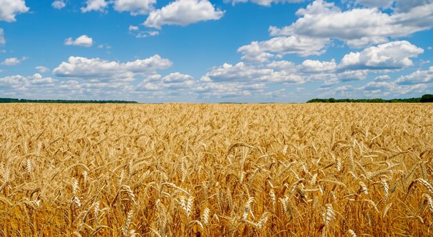 hermoso campo de trigo amarillo con cielo azul con nubes