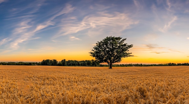 Foto hermoso campo de trigo amarillo con cielo azul en una puesta de sol