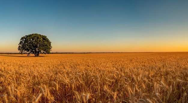 Un hermoso campo de trigo amarillo con un cielo azul