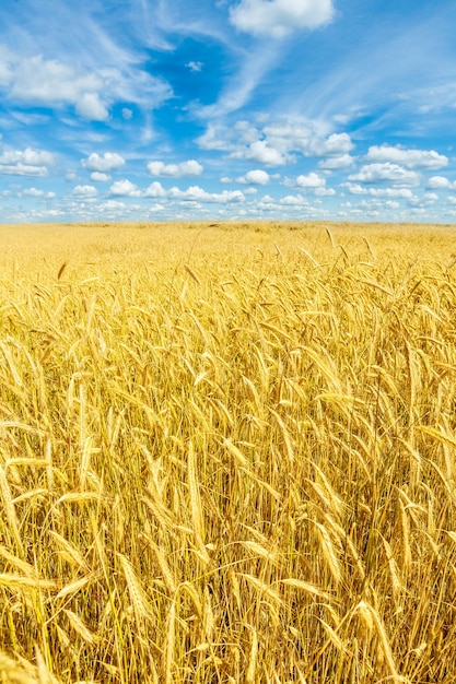 Hermoso campo de trigo dorado y cielo azul