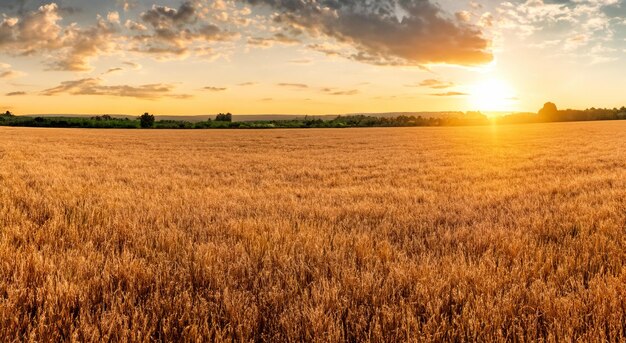 Foto hermoso campo de trigo con una majestuosa puesta de sol en el fondo en alta resolución y nitidez