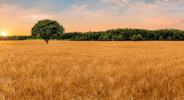 Un hermoso campo de trigo con una majestuosa puesta de sol