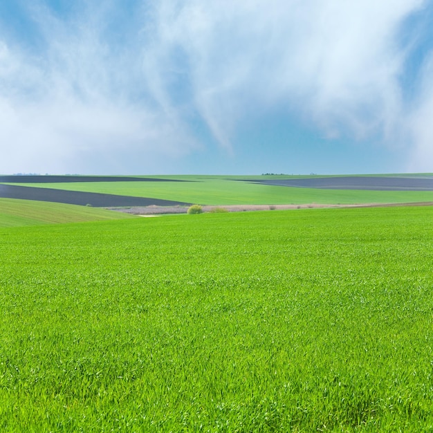 Foto hermoso campo de trigo de primavera