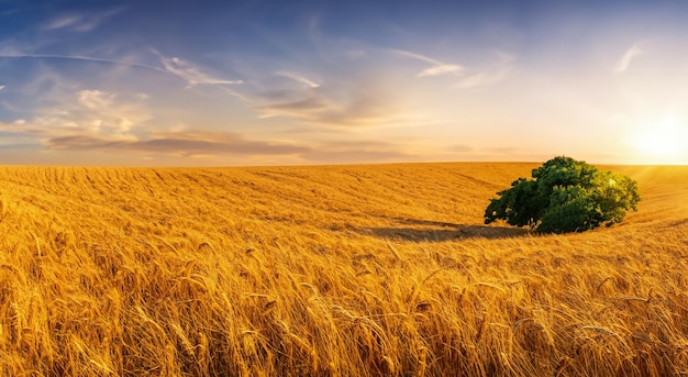 Foto hermoso campo de trigo con el sol de fondo en alta resolución
