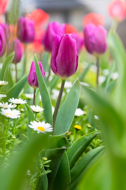 Hermoso campo de tulipanes y luz solar en verano