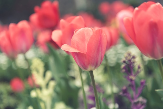 Hermoso campo de tulipanes y luz solar en verano