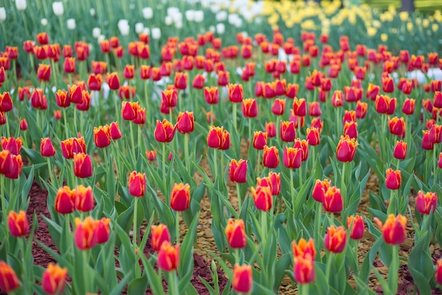 hermoso campo con tulipanes rojos