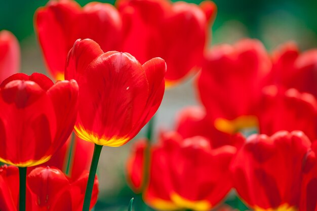 Hermoso campo de tulipanes rojos