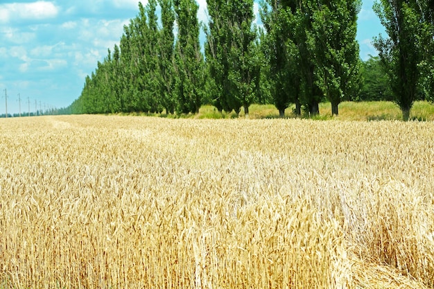 Hermoso campo de verano