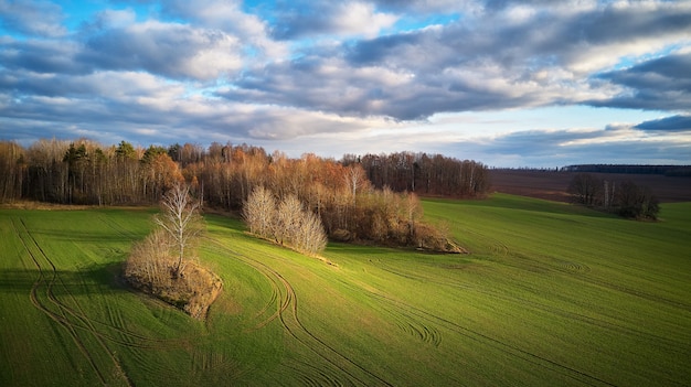 Hermoso campo verde de cereales de invierno y azul cielo nublado de otoño