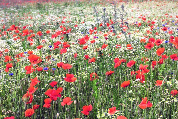 Foto un hermoso campo verde con flores de amapola rojas