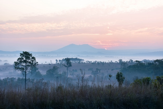 Foto hermoso campo verde con niebla