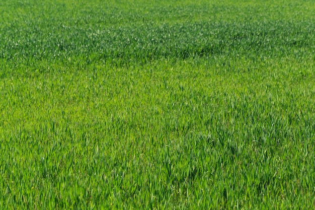 Hermoso campo verde