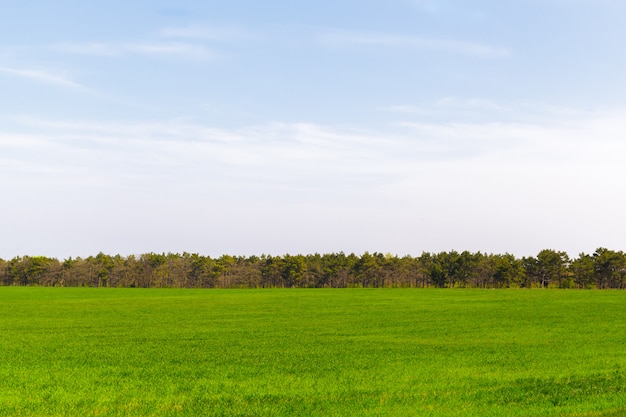 Hermoso campo verde