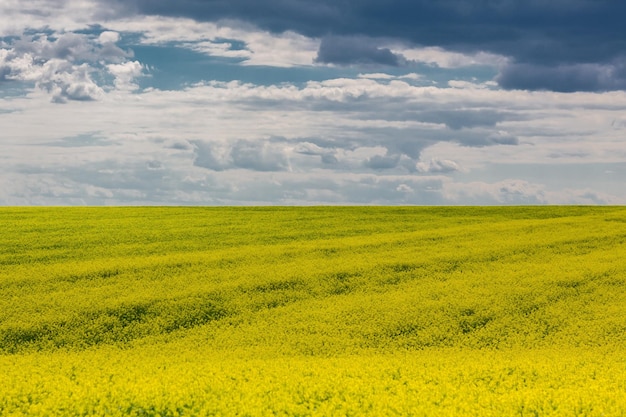 Hermoso campo de violación amarillo con cielo azul y nubes en el fondo