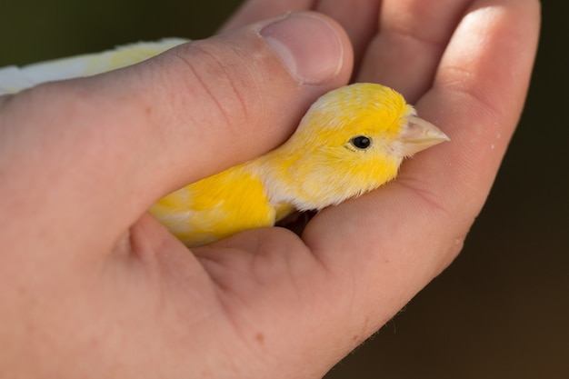 Hermoso canario amarillo en una mano.