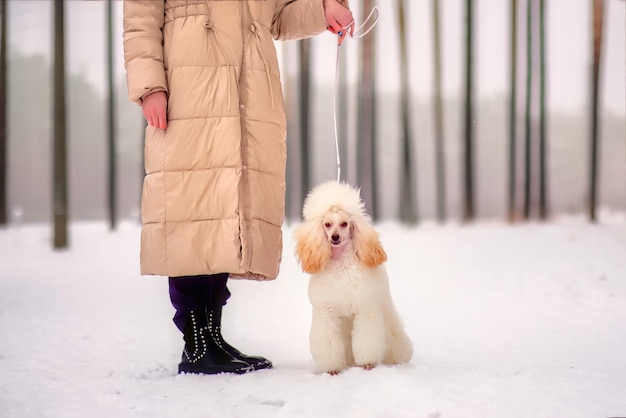 Un hermoso caniche joven se encuentra en la nieve junto a una mujer