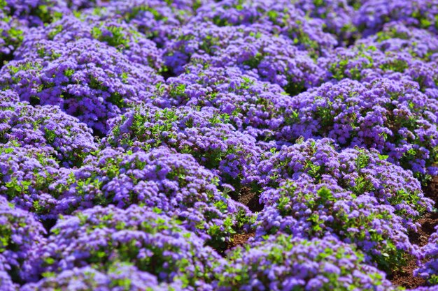 Hermoso cantero con flores de color púrpura