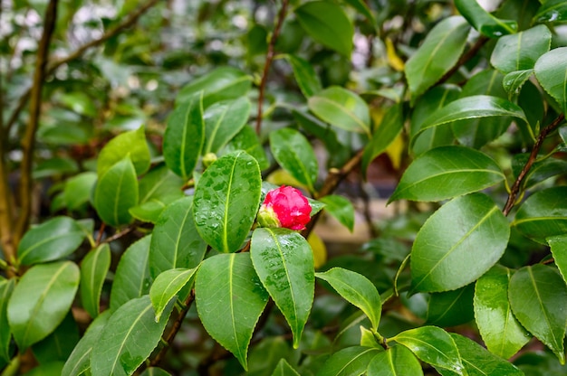 Hermoso capullo de camelia. camelia. pequeño capullo de camelia.