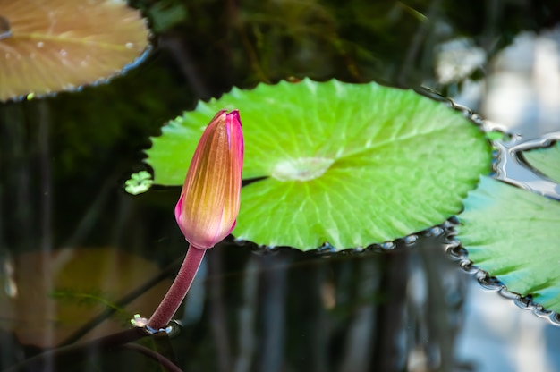 Hermoso capullo de flor de loto en un lago sereno y apacible hojas verdes que componen la escena