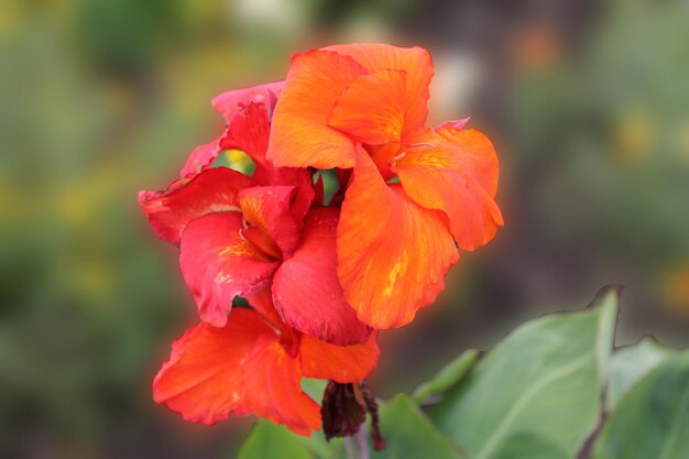 Hermoso capullo de iris naranja sobre un fondo verde aislado