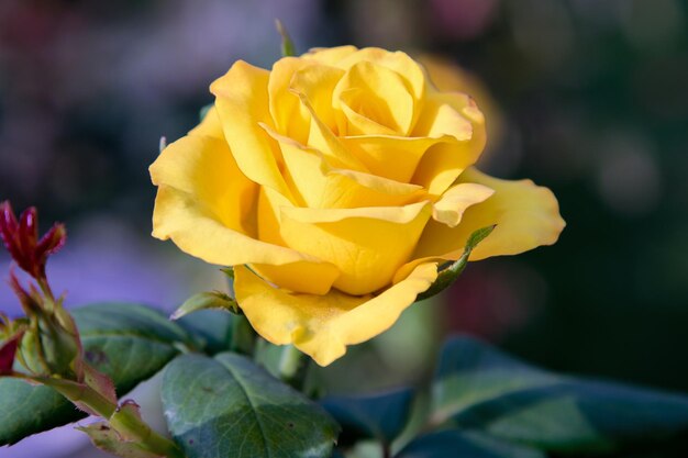 Hermoso capullo de rosa amarilla en el jardín