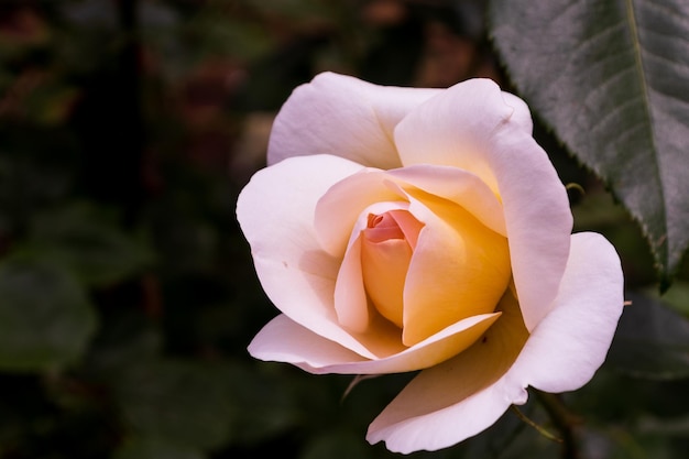 Hermoso capullo de rosa blanca en el jardín