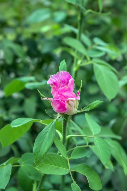 Hermoso capullo de rosa en la naturaleza