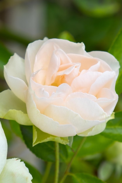 Foto un hermoso capullo de rosa de té sobre un fondo de verano