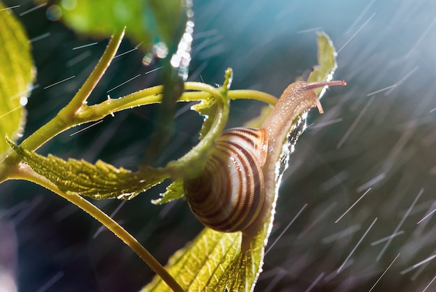 Hermoso caracol bajo la lluvia