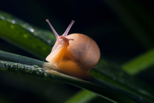 Hermoso caracol en la naturaleza