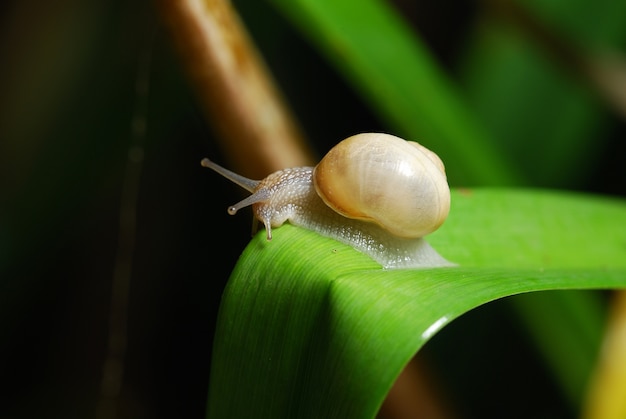 Hermoso caracol en la naturaleza