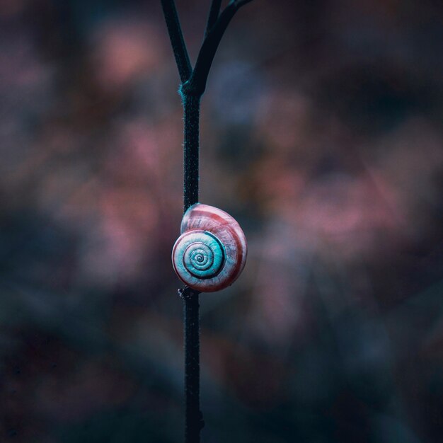 Hermoso caracol en la planta en la naturaleza en otoño