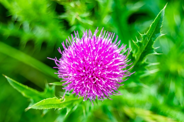 Hermoso cardo de bardana de raíz de flor en crecimiento en una foto de pradera de fondo que consiste en un cardo de bardana de raíz de flor en crecimiento hasta un prado de hierba cardo de bardana de raíz de flor en crecimiento en el campo de pradera