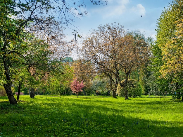 Hermoso césped y árboles en el parque en primavera brillante y floreciente