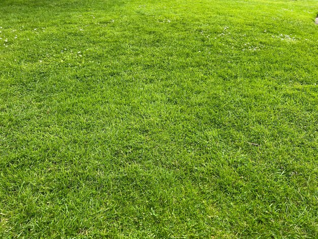 Hermoso césped con hierba verde al aire libre en un día soleado